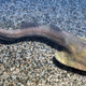 Artist’s depiction of an early jawless fish, from about 430 million years ago.